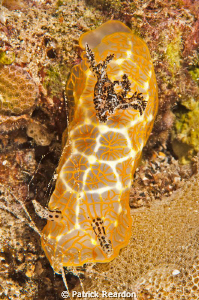 Gold Lace nudibranch, Maui, Hawaii.  Found just below a h... by Patrick Reardon 